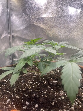 Growreport Bild 18