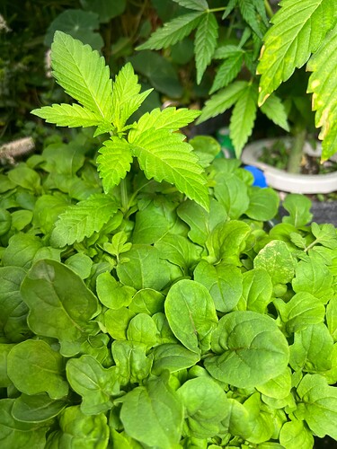Growreport Bild 1
