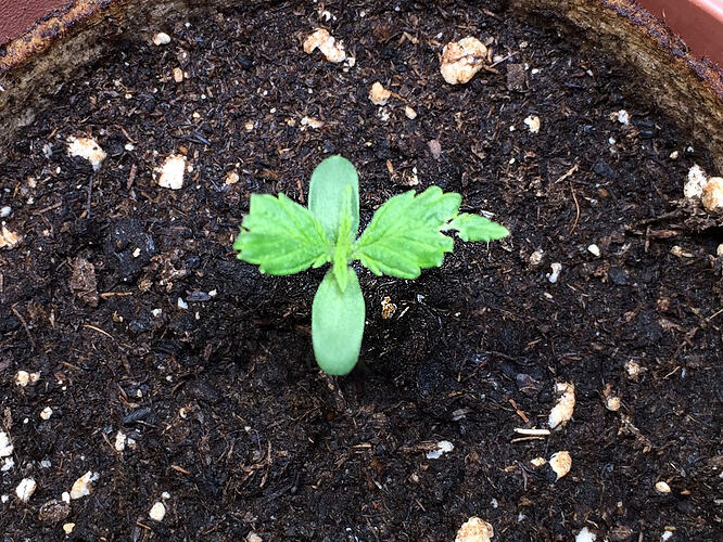 Grow26_0618_2