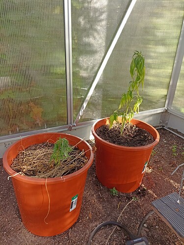 Growreport Bild 6