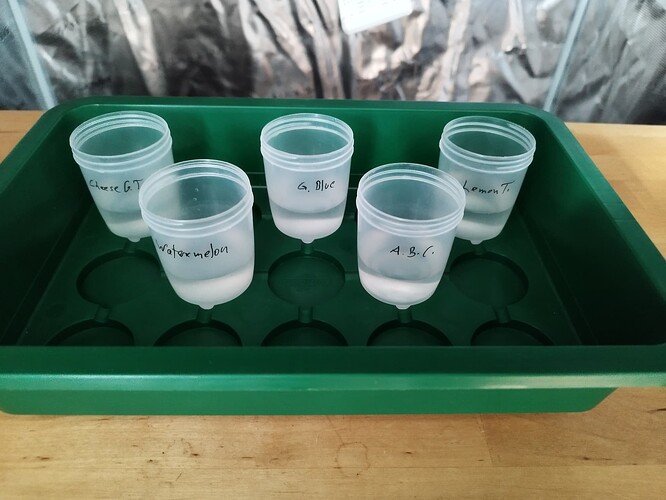 Growreport Bild 2