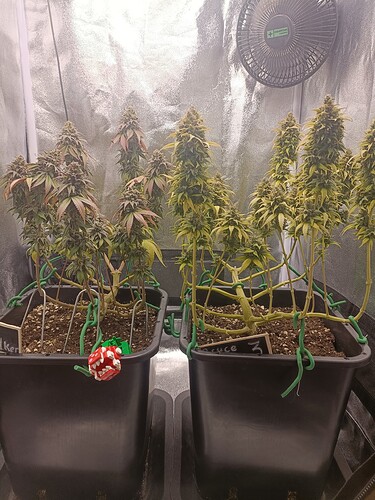 Growreport Bild 23