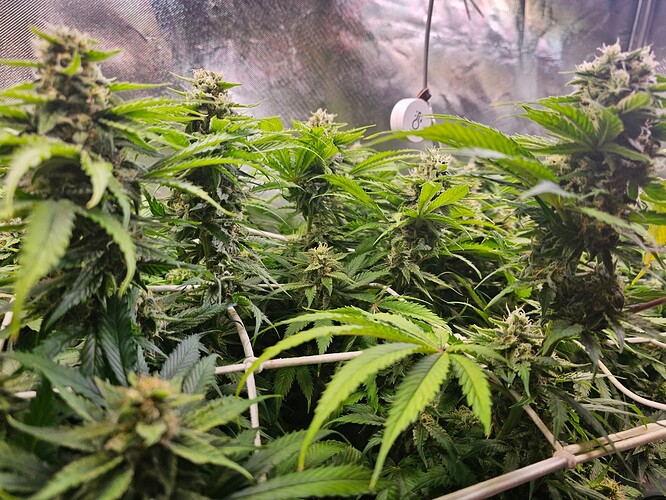 Growreport Bild 2
