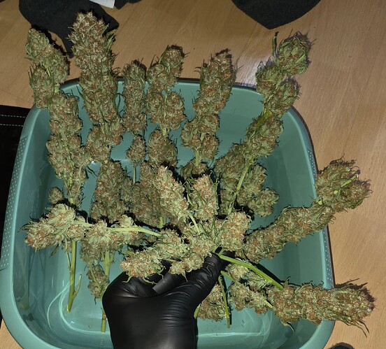 Growreport Bild 82