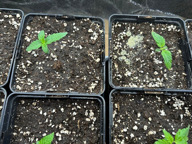 Growreport Bild 13