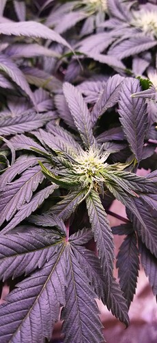 Growreport Bild 7