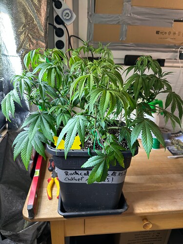 Growreport Bild 4