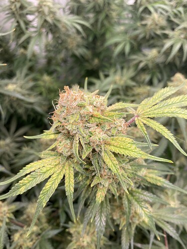 Growreport Bild 14