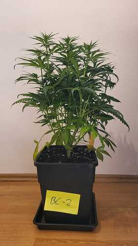 Growreport Bild 5
