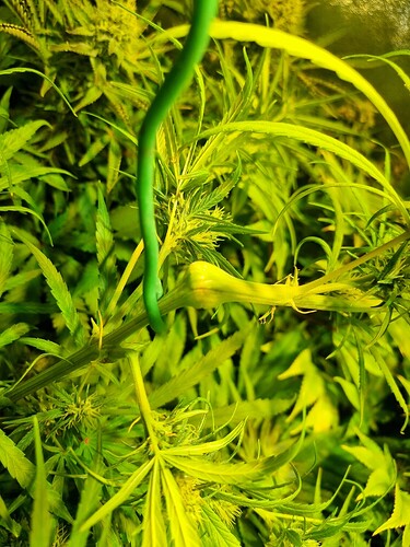 Nahaufnahme einer Cannabis-Pflanze im frühen Blütestadium mit einem grünen Draht, der eine Pflanze stützt.