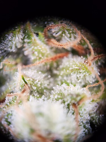 Growreport Bild 3