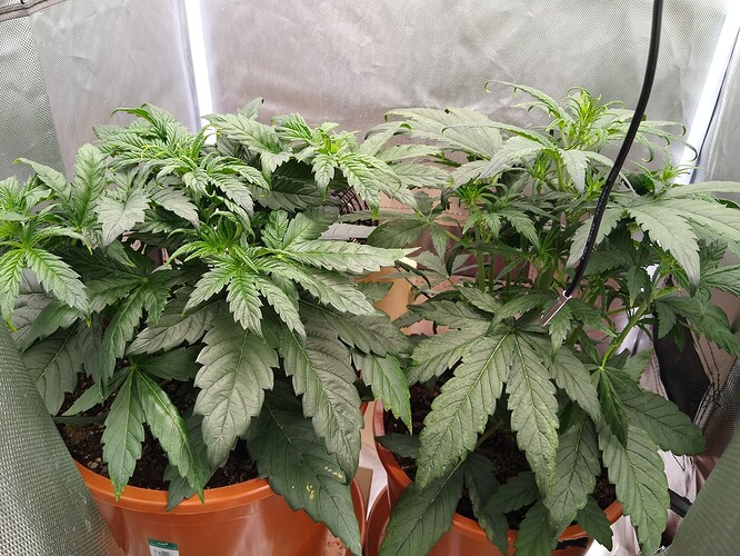 IMG_20240507_201247391