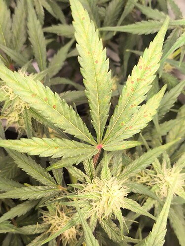 Growreport Bild 10