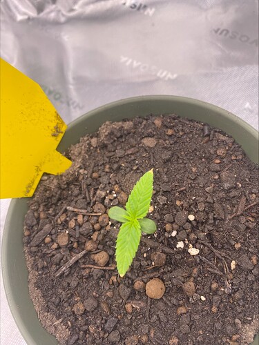 Growreport Bild 1