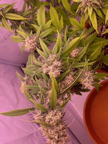 Growreport Bild 7