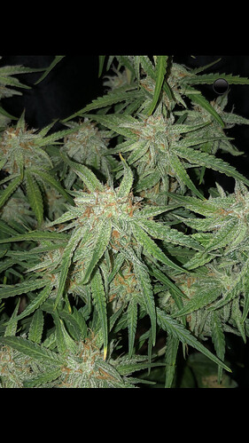 Growreport Bild 2