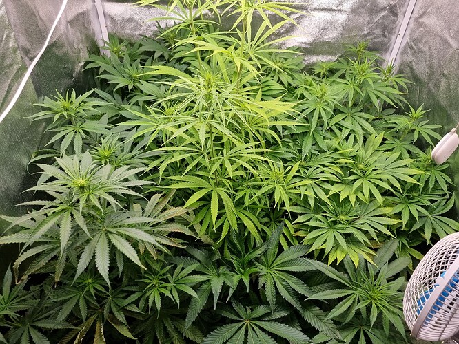 Mehrere Cannabispflanzen in einem Zelt, einige zeigen Anzeichen von beginnender Blüte, andere sind noch im Wuchs.