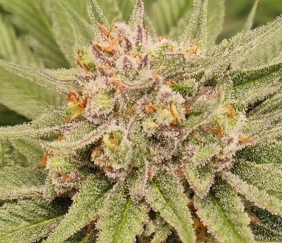 Growreport Bild 56