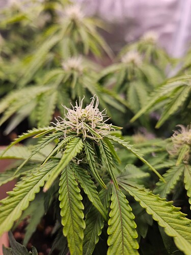 Growreport Bild 73