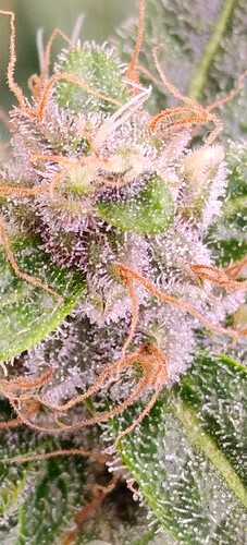 Growreport Bild 7
