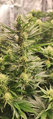 Growreport Bild 16