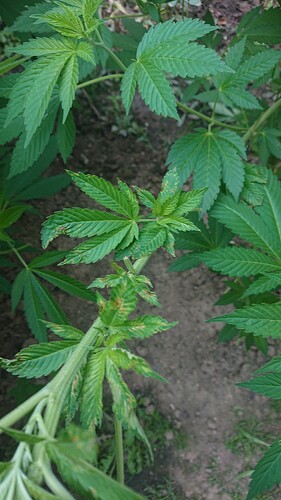 Growreport Bild 33