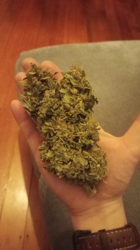 GrowDMC's Auto Oldschool Ecke - LSD, Amnesia Haze, DoSiDos (55L LivingSoil) Abrechnung