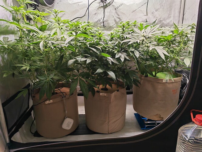 Growreport Bild 1