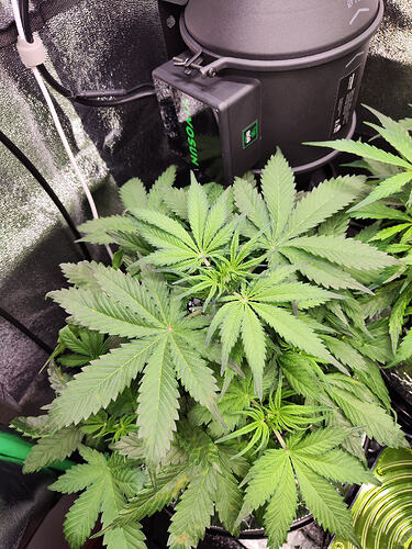 Growreport Bild 5