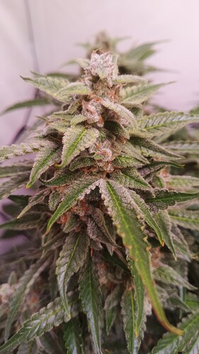 Growreport Bild 4