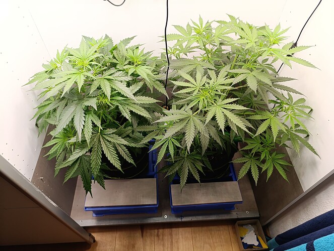 Growreport Bild 20