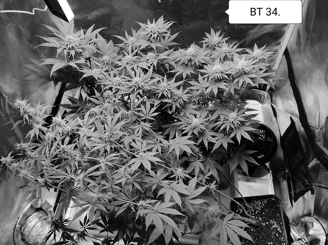 Growreport Bild 8