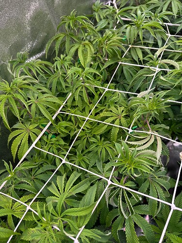 Growreport Bild 16