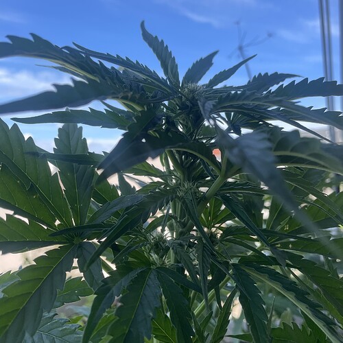 Growreport Bild 8