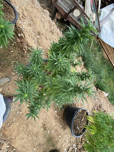 Growreport Bild 4