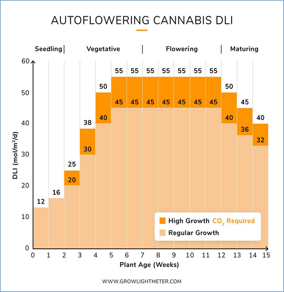Auto Allerlei - Purple Haze, Maui Waui, Jack Herer und sonstiges Gemüse