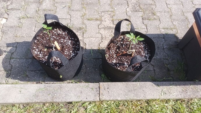 Growreport Bild 2