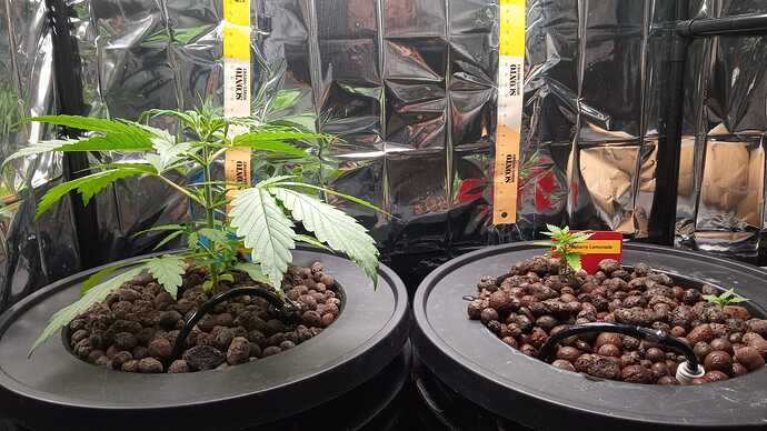Growreport Bild 4