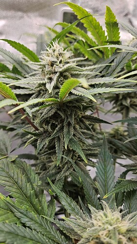 Growreport Bild 4