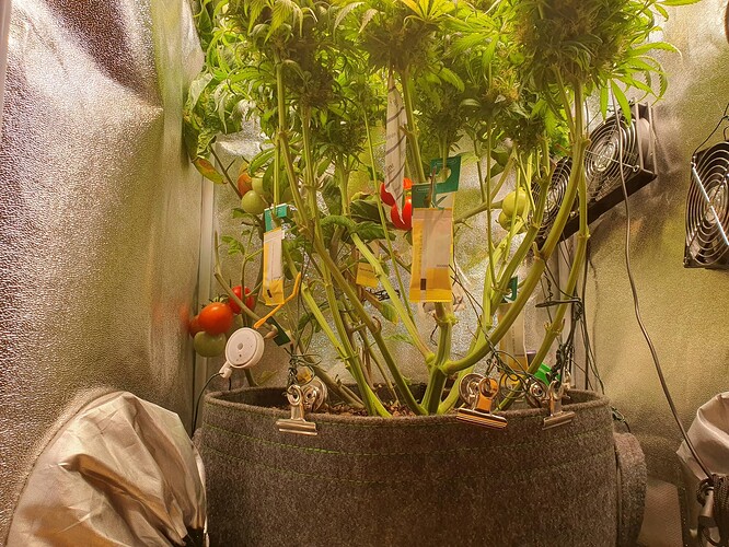 Growreport Bild 3