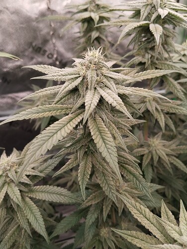 Growreport Bild 15