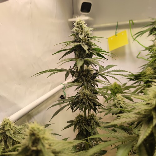 Growreport Bild 20