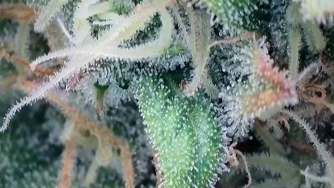 Growreport Bild 8
