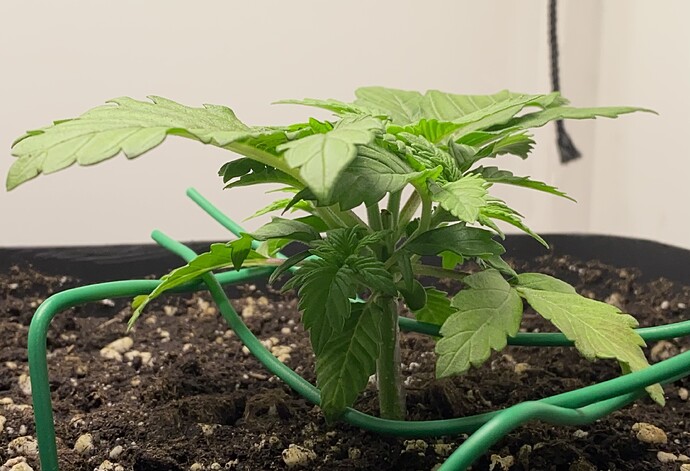 Growreport Bild 48