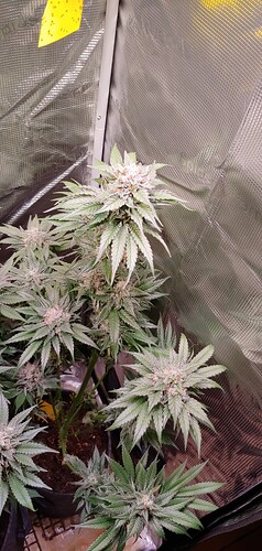 Growreport Bild 7