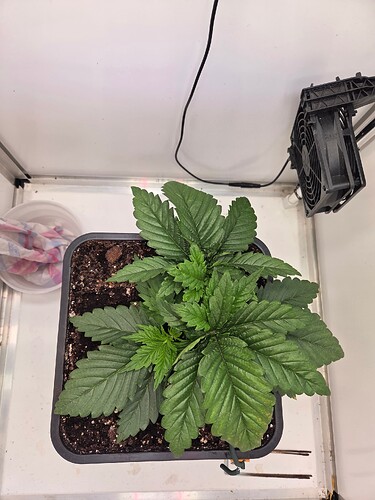 Growreport Bild 2