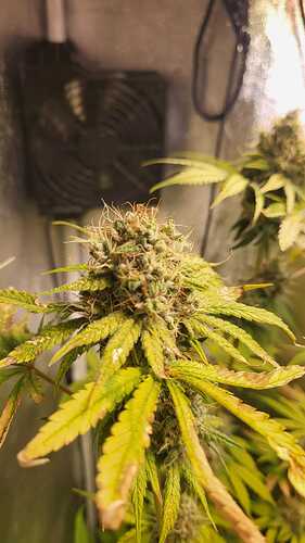 Growreport Bild 4