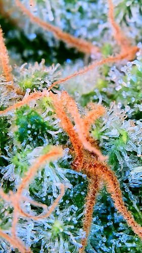 Growreport Bild 34