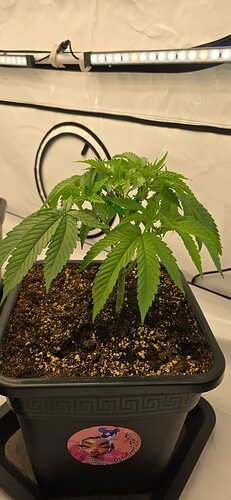 Growreport Bild 39