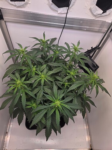 Growreport Bild 1